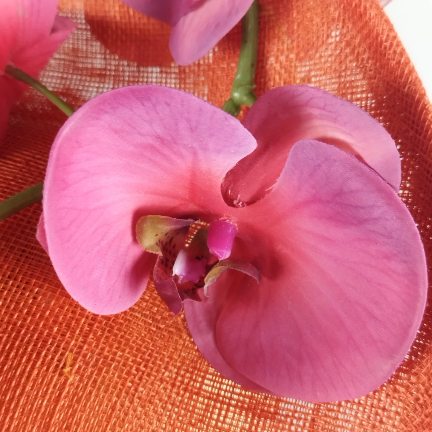 Tropical Blossom